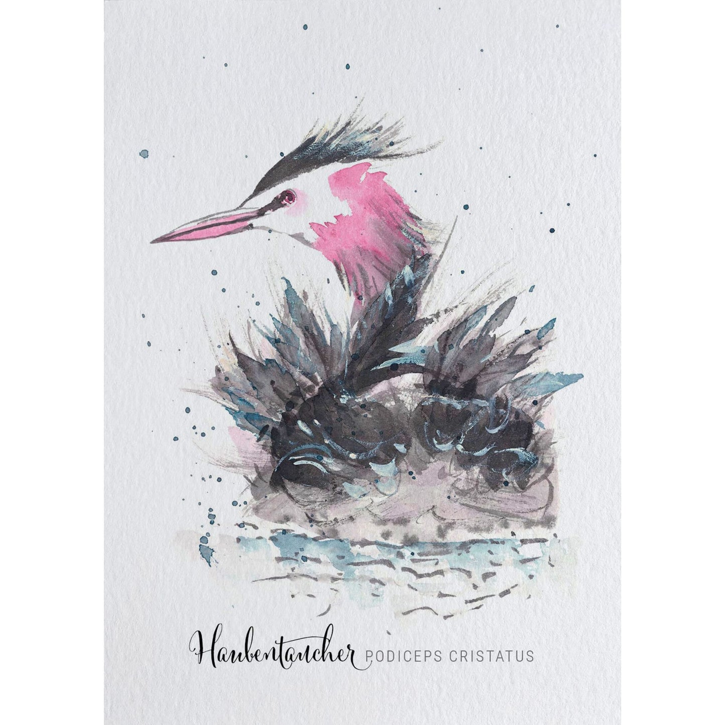 Postkarte – Haubentaucher