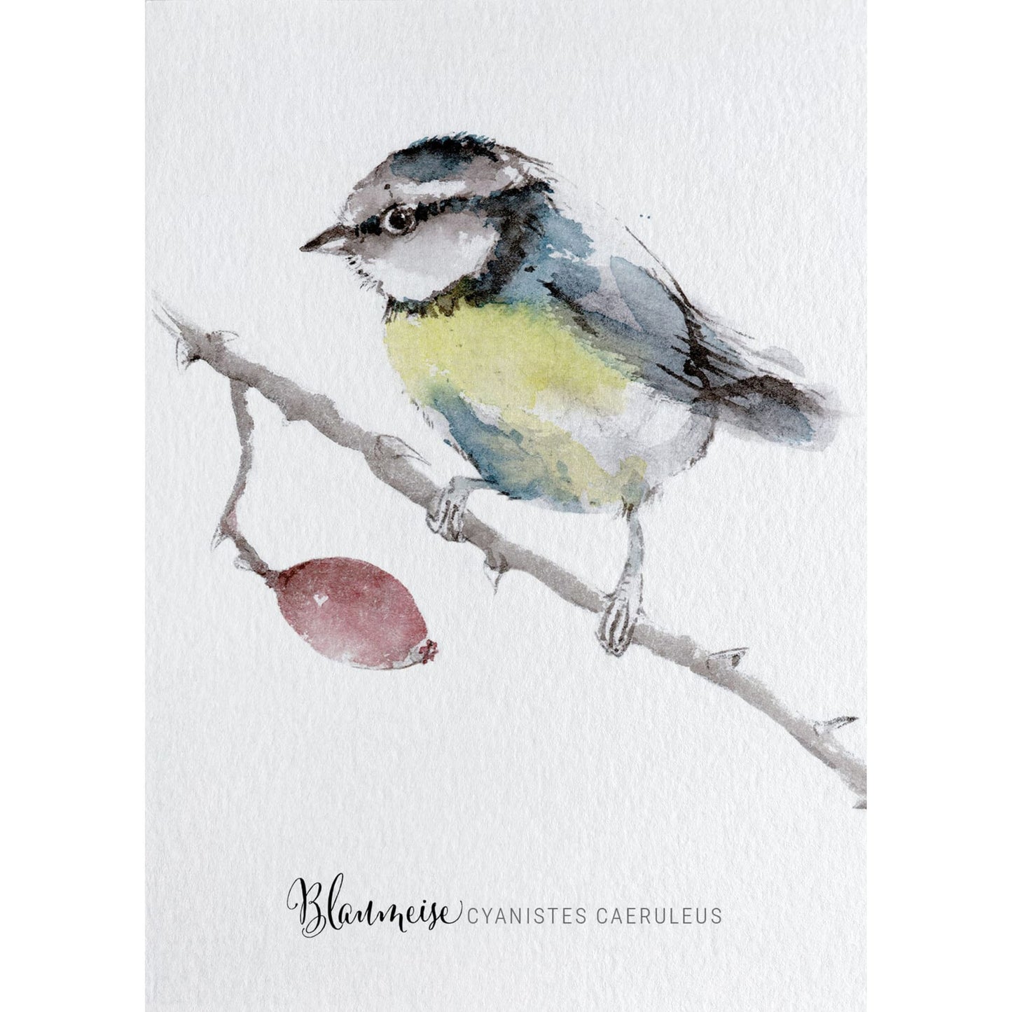 Postkarte – Blaumeise