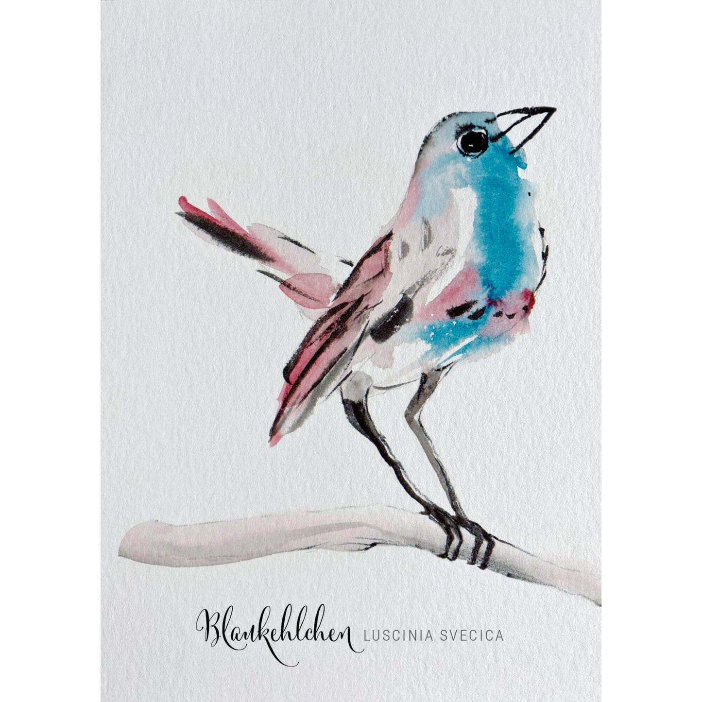 Postkarte – Blaukehlchen