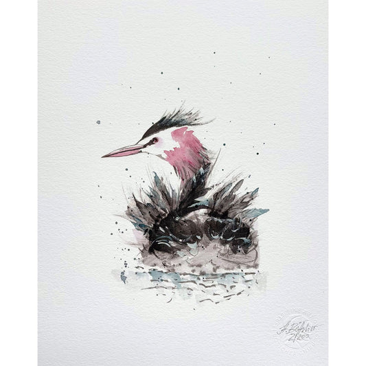 Fine Art Print – Haubentaucher