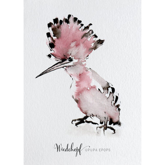 Postkarte – Wiedehopf