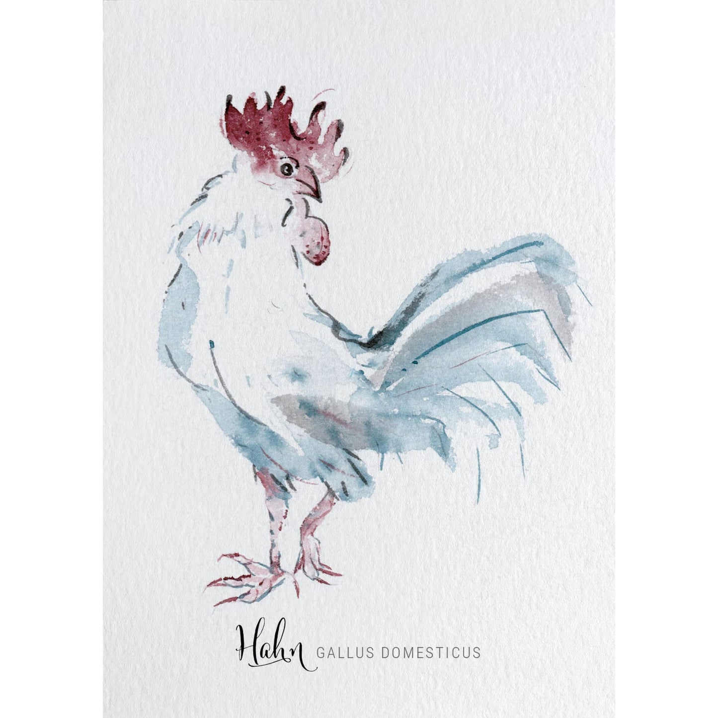Postkarte – Hahn