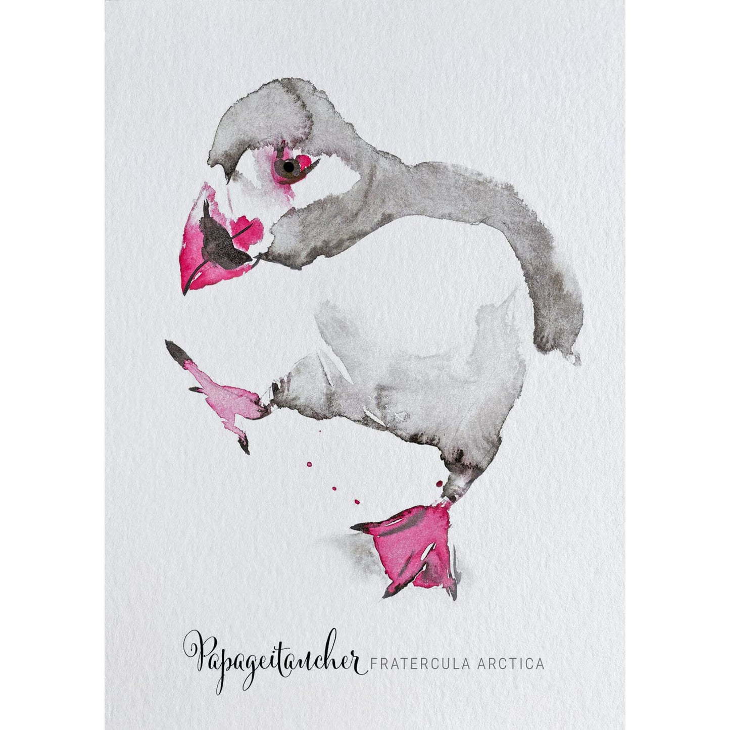 Postkarte – Papageitaucher
