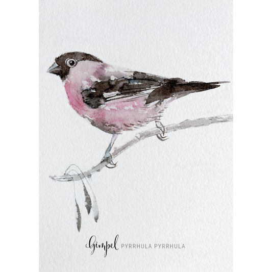 Postkarte – Gimpel