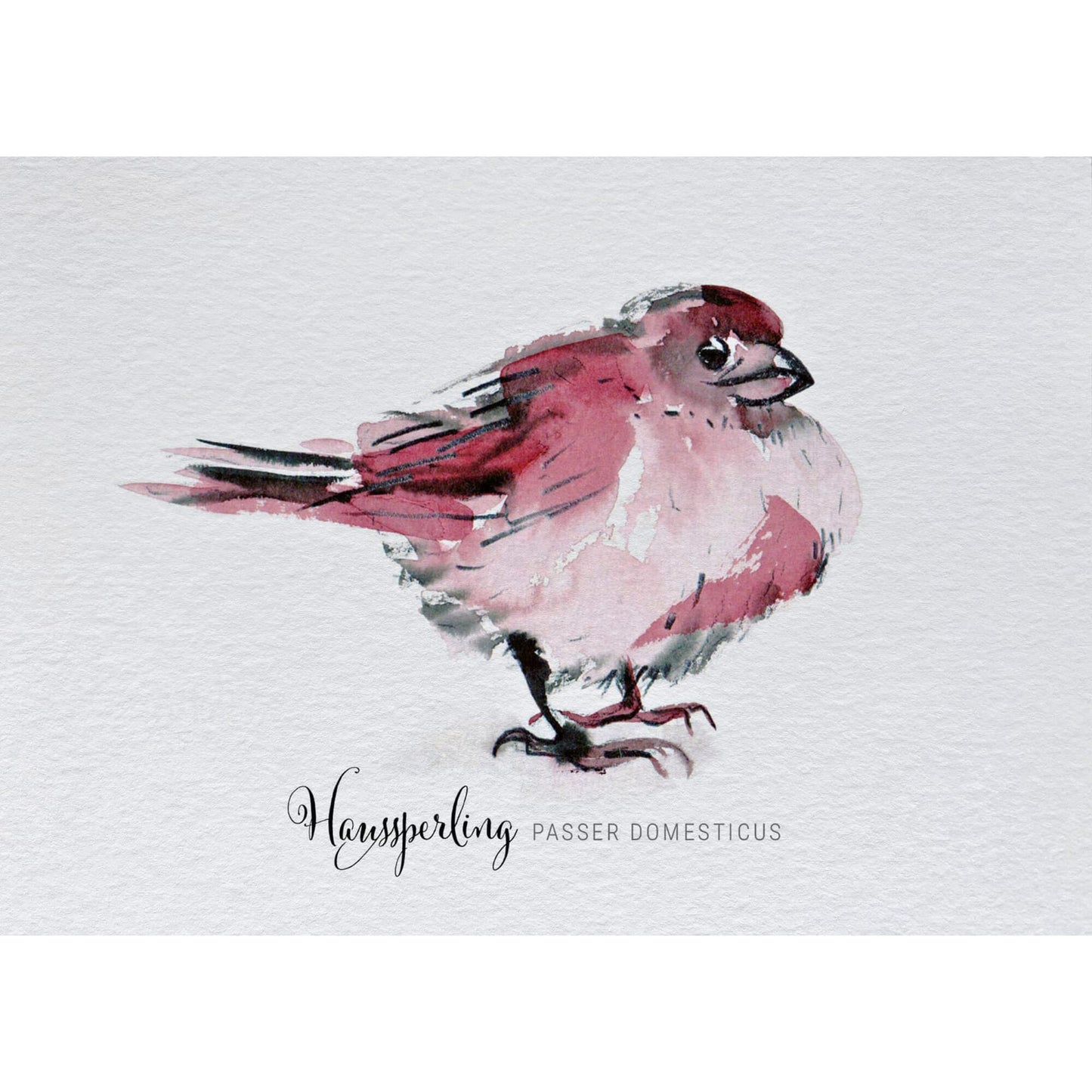 Postkarte – Haussperling