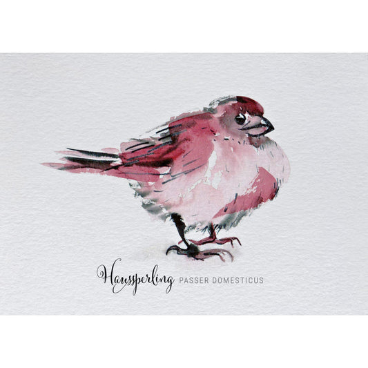 Postkarte – Haussperling